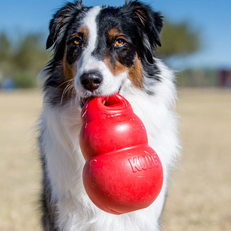 Kong Bounzer- Brinquedo para cão - Image 2