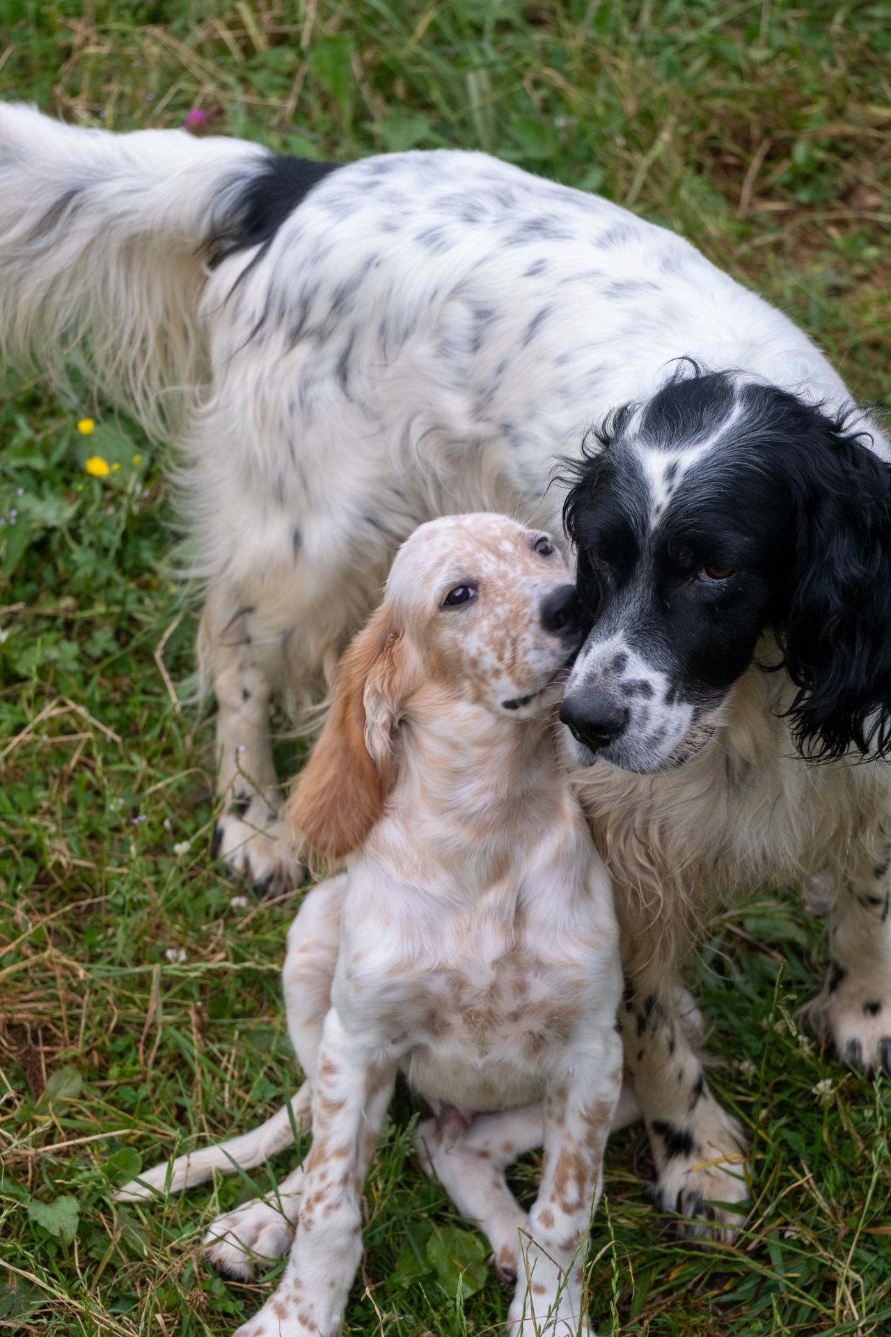 Cão adulto e cachorro juntos na relva