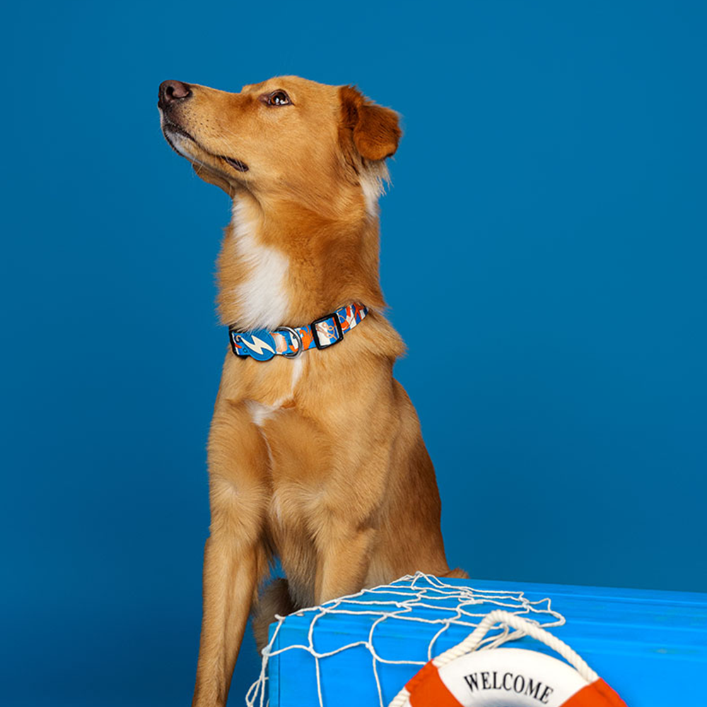 Dashi- Coleira Salty para cão - Image 2