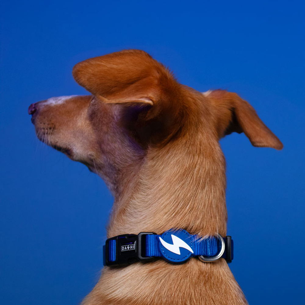 Dashi- Coleira Solid Blue para cão - Image 2