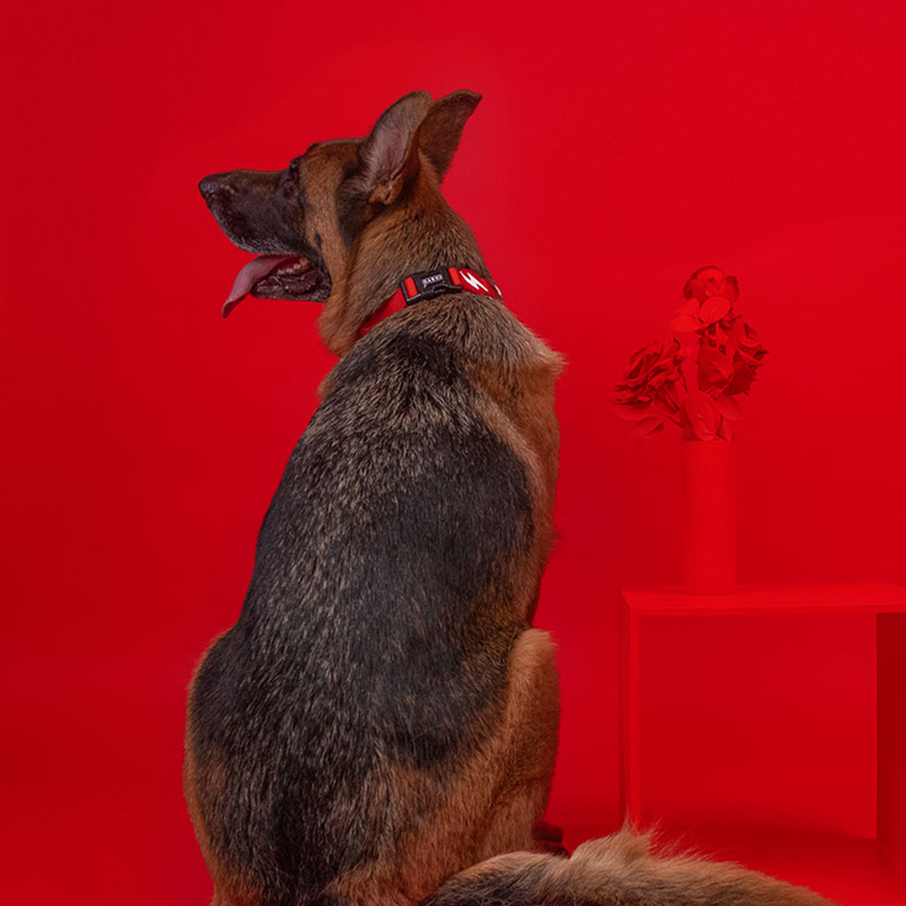 Dashi- Coleira Solid Red para cão - Image 2