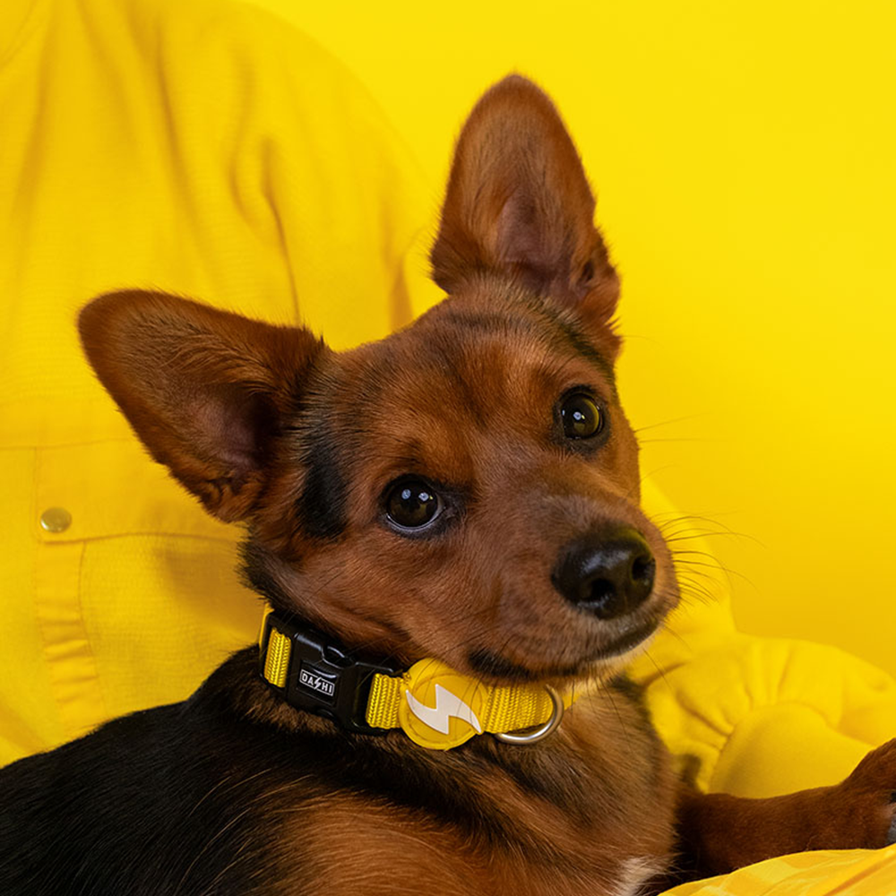Dashi- Coleira Solid Yellow para cão - Image 2