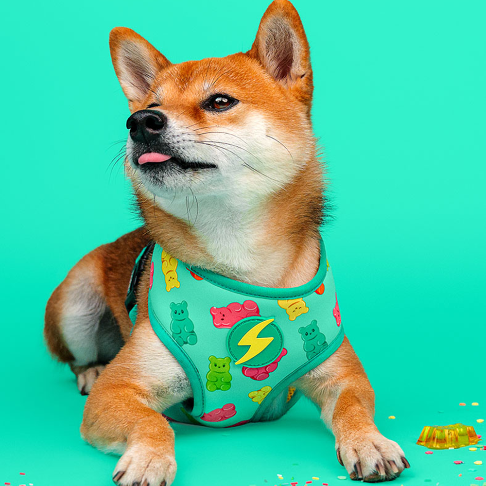 Dashi- Arnês Gummy para cão - Image 2