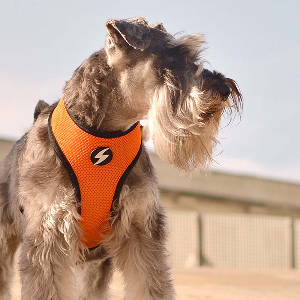 Dashi- Arnês Stripes Orange and Black para cão - Image 3