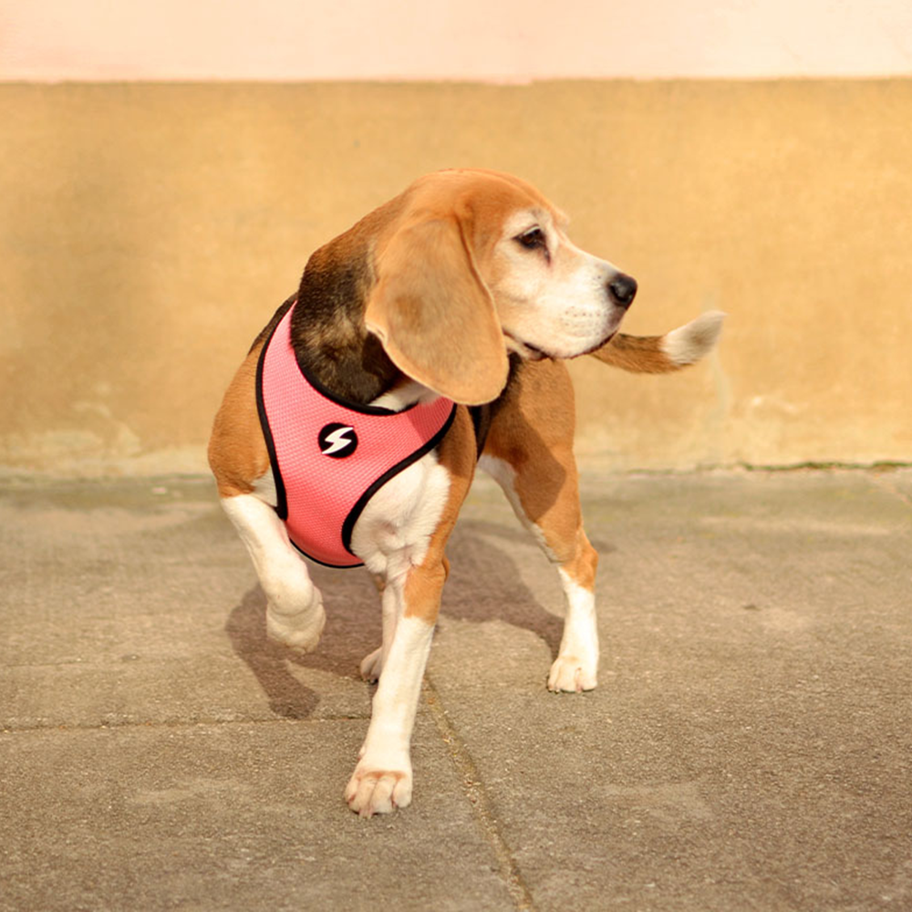 Dashi- Arnês Stripes Pink and Black para cão - Image 3