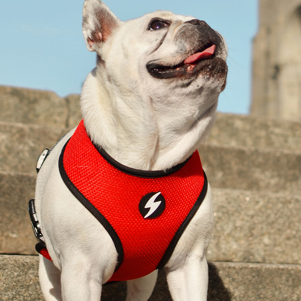 Dashi- Arnês Stripes Red and Black para cão - Image 3