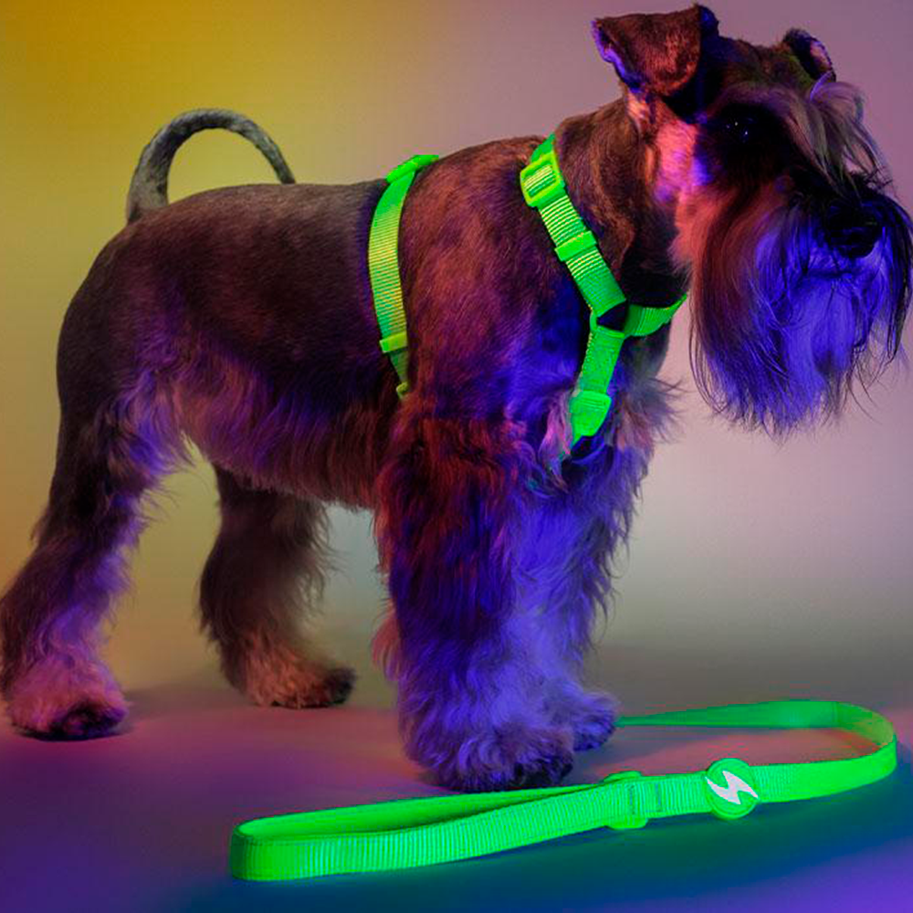 Dashi- Trela Neon para cão - Image 3
