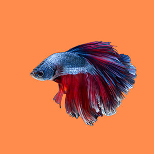 betta-categoria