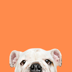 cão-categoria