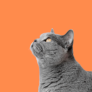 gato-categoria