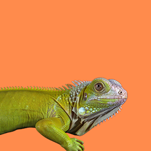 iguana-categoria