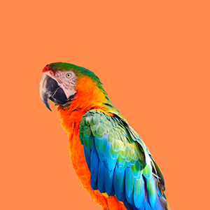 papagaio-categoria